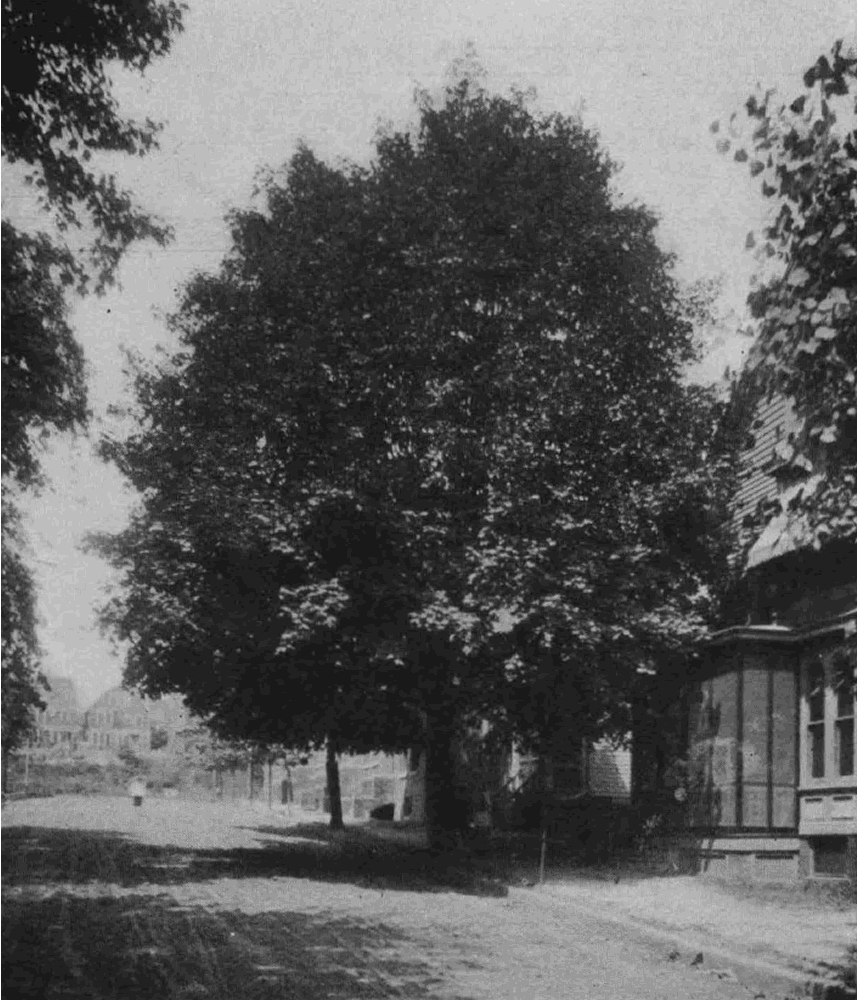 Poinier Street
From "Shade Tree Commission of the City of Newark, New Jersey" 1908
