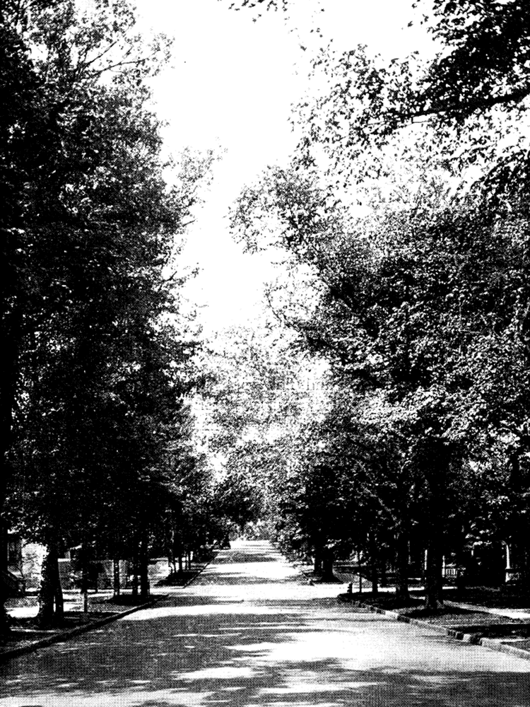 Third Avenue
From "Shade Tree Commission of the City of Newark, New Jersey" 1914
