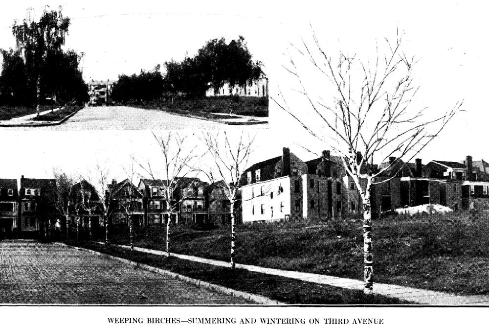 Third Avenue
From "Shade Tree Commission of the City of Newark, New Jersey" 1914
